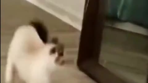 Michael jackson modo gatuno