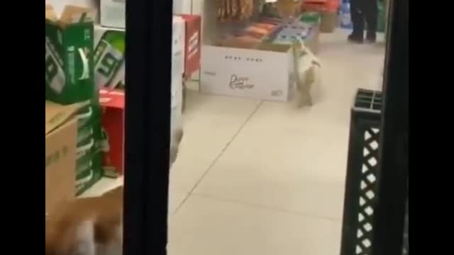 Funniest Cats 😹 Don't try to hold back Laughter - 😂 Funny Cats Life
