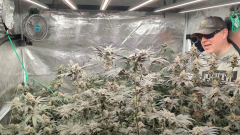 Stacking Hard, #notill #Cannabis