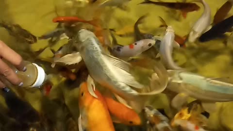 Fish feeding