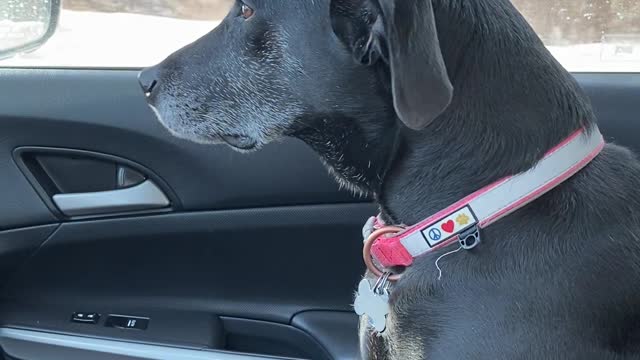 Sadie for a ride and loves the scenery and music
