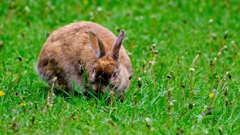 Beautiful rabbit video