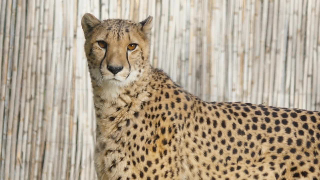 Beautiful cheetah in captivity looking at the camera bamboo enclosure in background. Zoo Montpellier