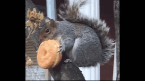 Gif video of squirrel eating bread