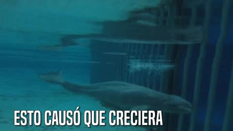 La verdad que Marineland esconde sobre la muerte de la ballena Gia