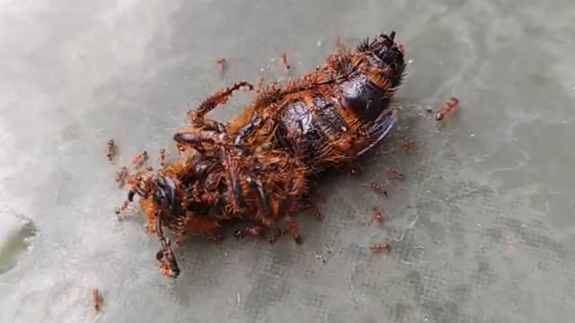 Ants vs Wasps