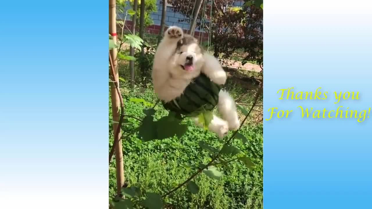 Compilation of cute animals and funny animals ,