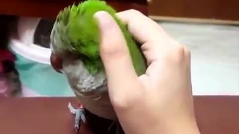 Funny Birds | Beautiful Funny Birds