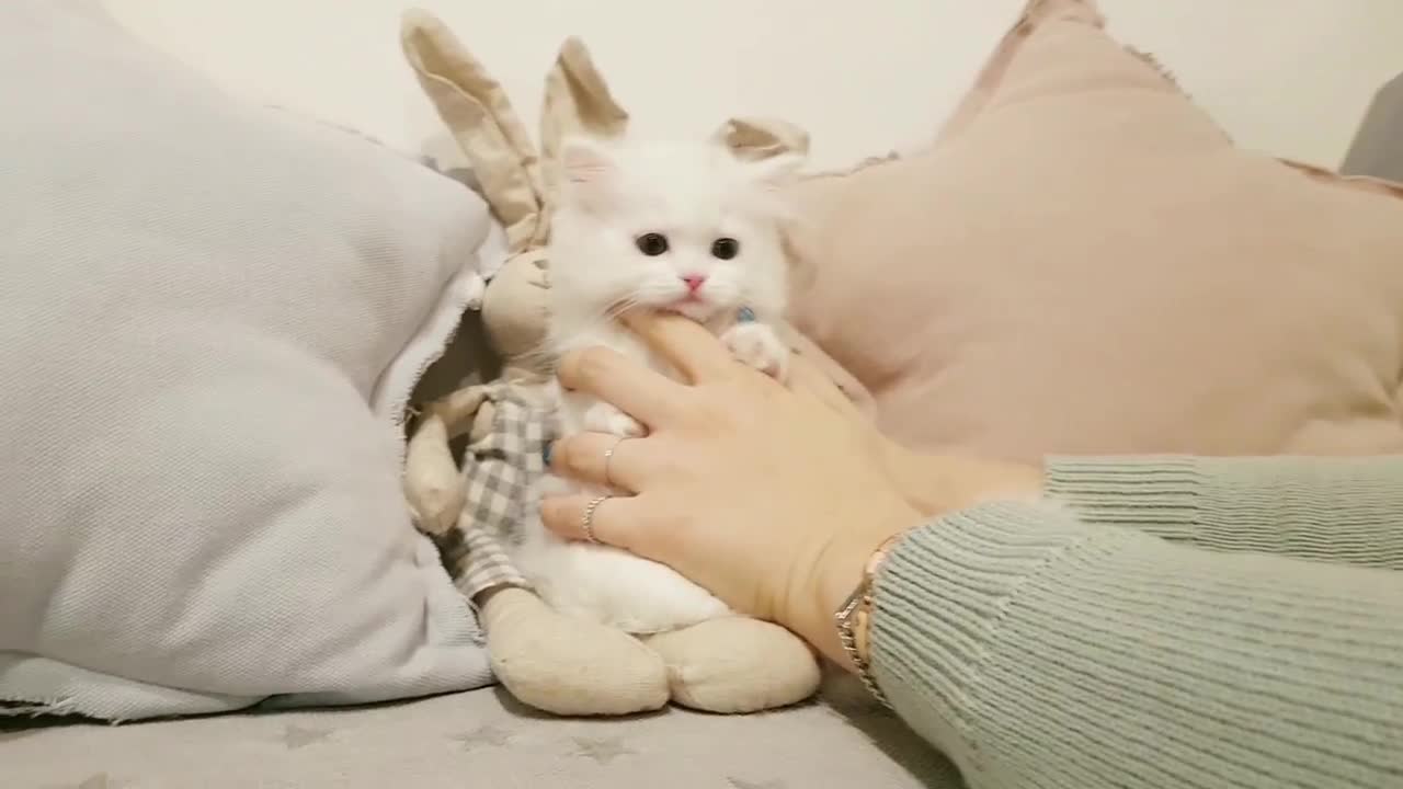 Munchkin cat playing Cutest kitten