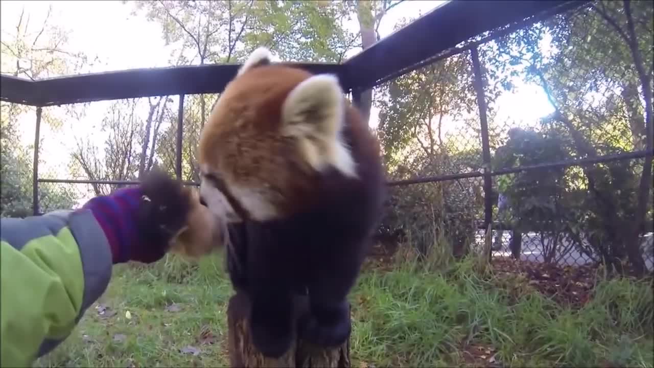 Cute Cute red panda