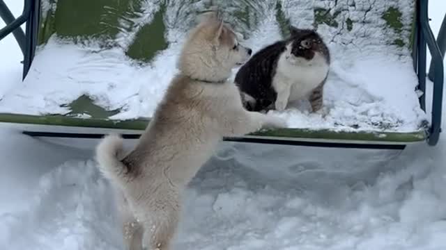 Husky and a cat on a swing