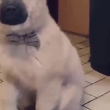 FUNNY ! HILARIOUS POOP CATS AND DOGS