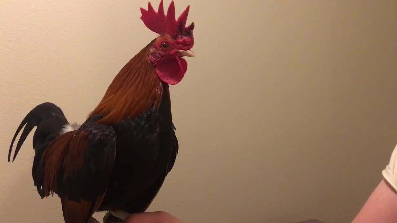 TINY Rooster crowing!