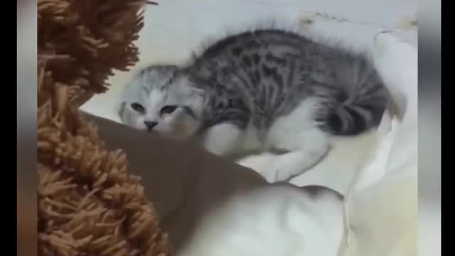 Cat Comedy Video Cat Funny video #CatShort #CatVideo