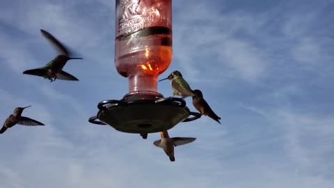 Beautiful and wonderful bird