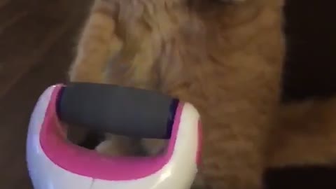 Cat gets nails done