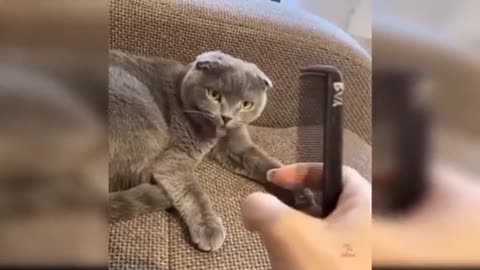 Funny cat videos 2021 🐱 Try not to Laugh or grin 😂 Challenge -