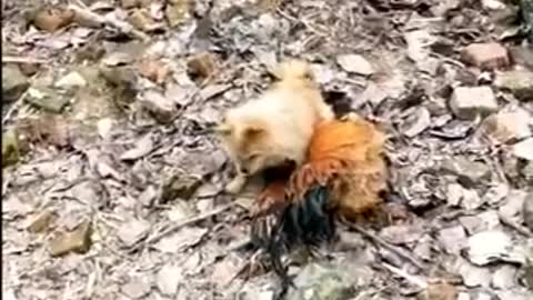 Dog Extremely Scared of Chicken. Funny scared dog videos.