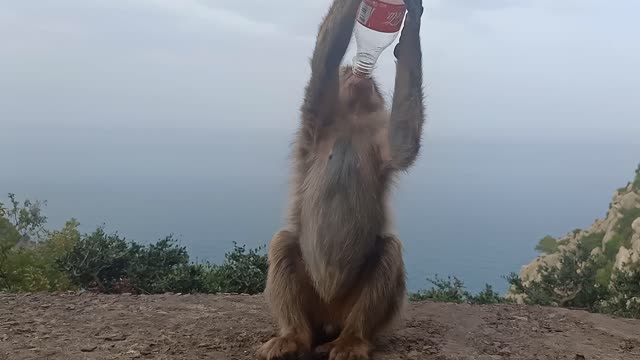 Monkey Love cola