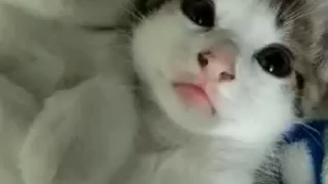 Very cute kitty cat