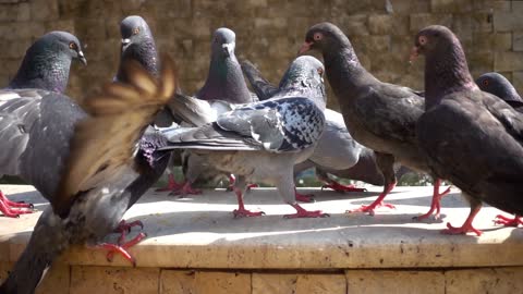 Flock Of Pigeons Standing