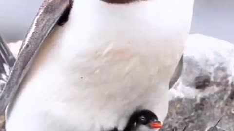 The chicks eat rocks