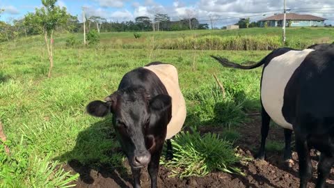 Cow feeding time, video from sister channel, Hawaii Belted Cows Restoration Farm, a nonprofit corp