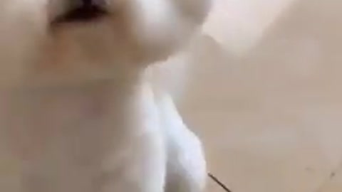 Cute dog baby dance