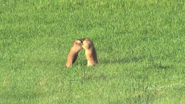 Two Male Marmot Fighting in Green Meadow