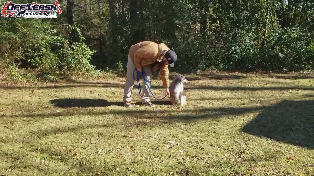 2 Year Old Australian Shepherd Dog Training