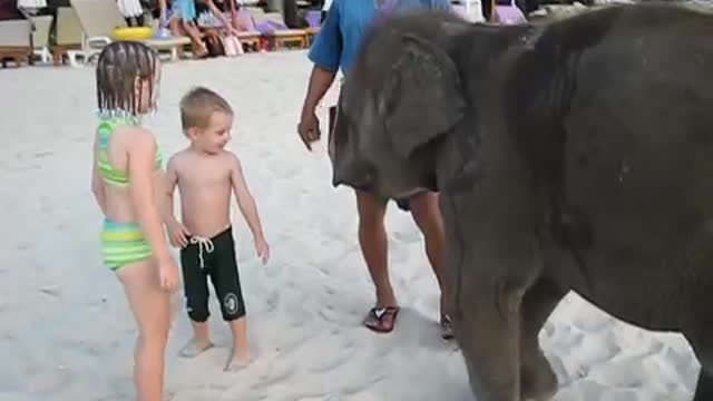 Our kids Play with Baby Elephant