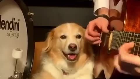 Dog playing drum