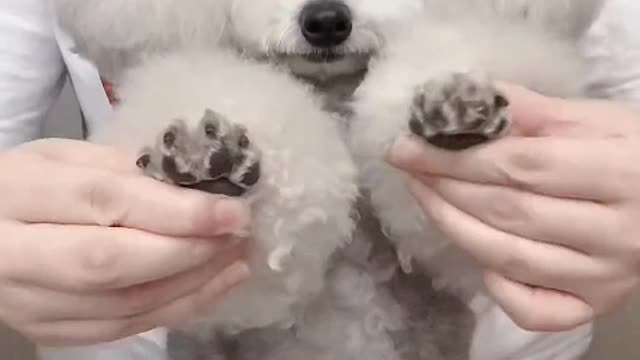 The little guy is my best friend.