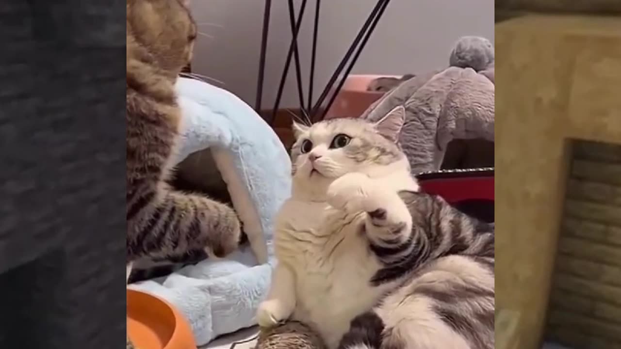 Cats Without Any Reason😂