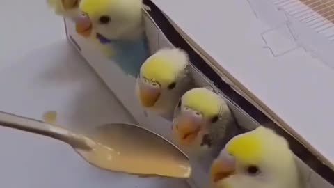 Funny and cute birds eating😋😍