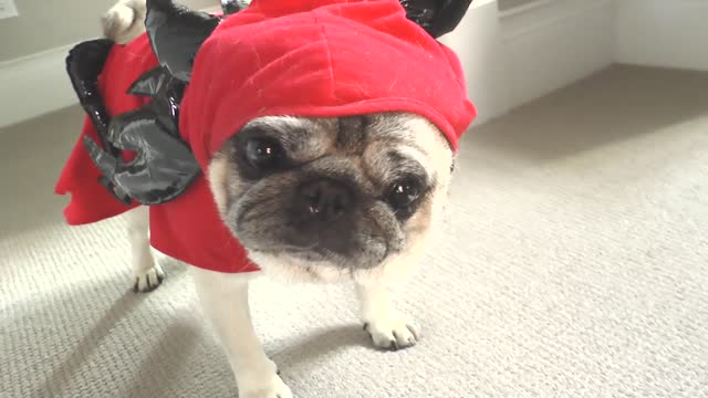 Funny 'Tasmanian Devil Pug' mockumentary footage