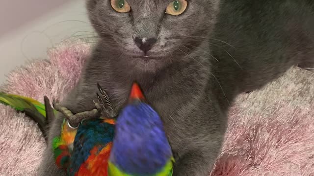 Kitty and Bird Enjoy Unlikely Cuddles