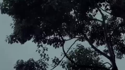 The wind kept blowing the trees