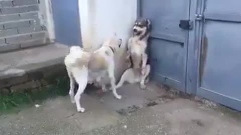 Mom Dog scolding Dad for threatening children unnecessarily!