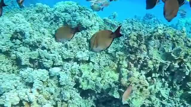 fish#underwater#oceanlover#reef