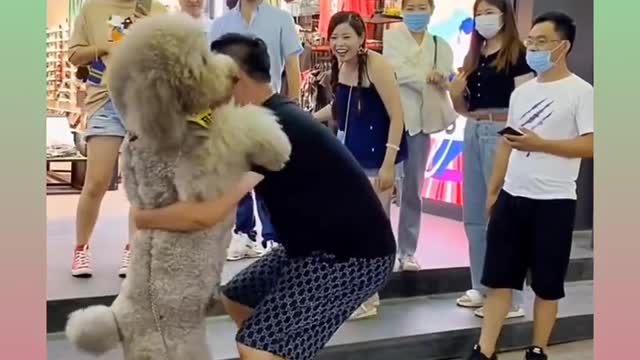66_ Cute and Funny Dog Videos Compilation,🐕🐕 _#short.mp4