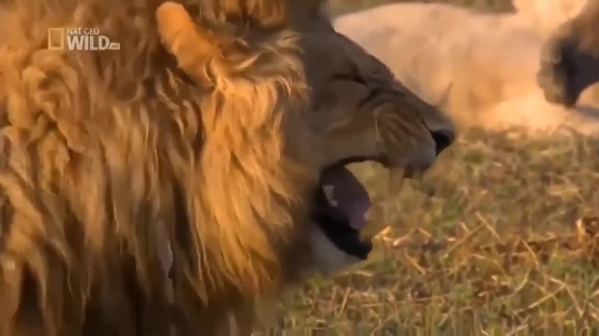 Funny videp lion laughing