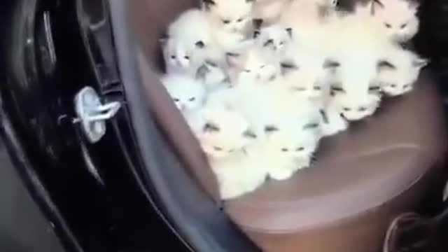 Many cats