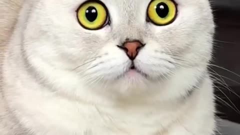 Funny cat video 😂