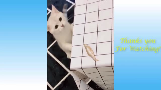 Funny And Cute Cat'S Life(Part 1) Cats And Owners Are The Best Friends Videos