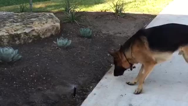 Brown dog barking at water sprinklers