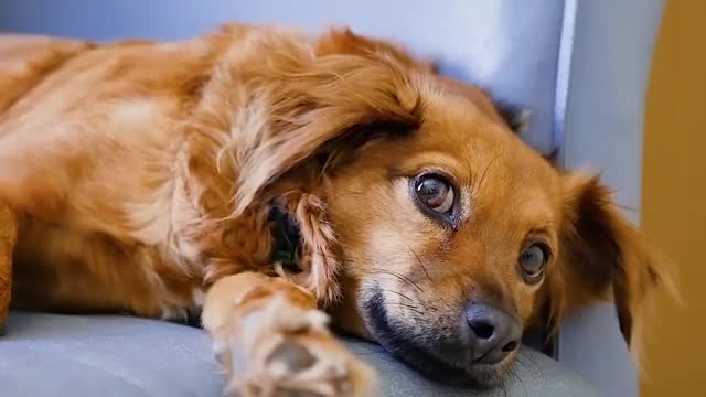 Hd stock footage very adorable dogs