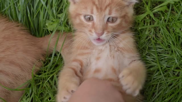 playing with cats
