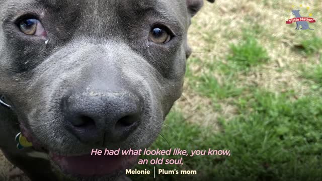 Scared Pittie Wouldn't Leave The Plum Box He Was Found In