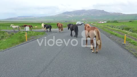 Iceland pony horses and riders cross a road in Iceland